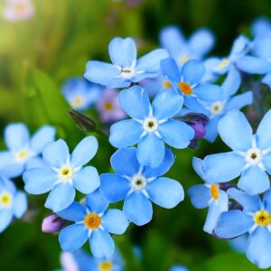 Forget-Me-Not Plantable Paper
